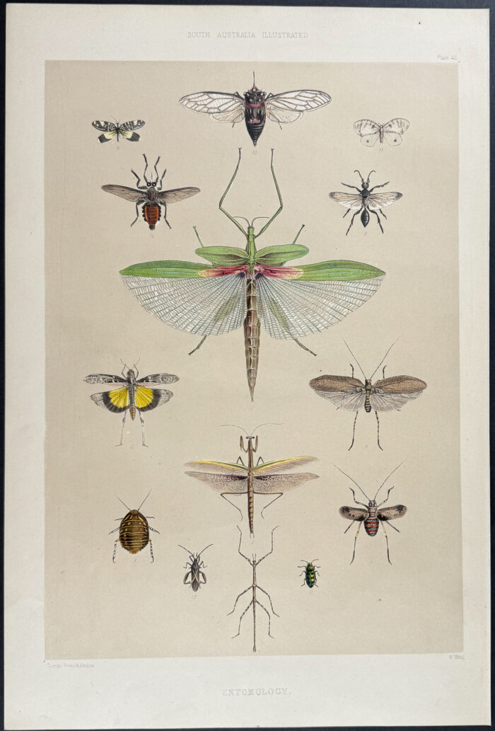Native Australian Animals: Locust, Walking Stick, Insects