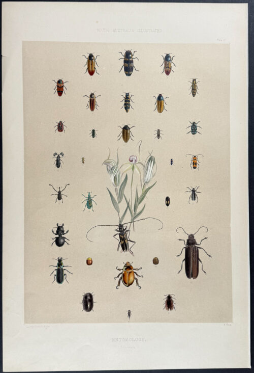 Native Australian Entomology (Beetles)