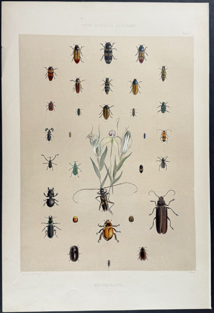 Native Australian Entomology (Beetles)