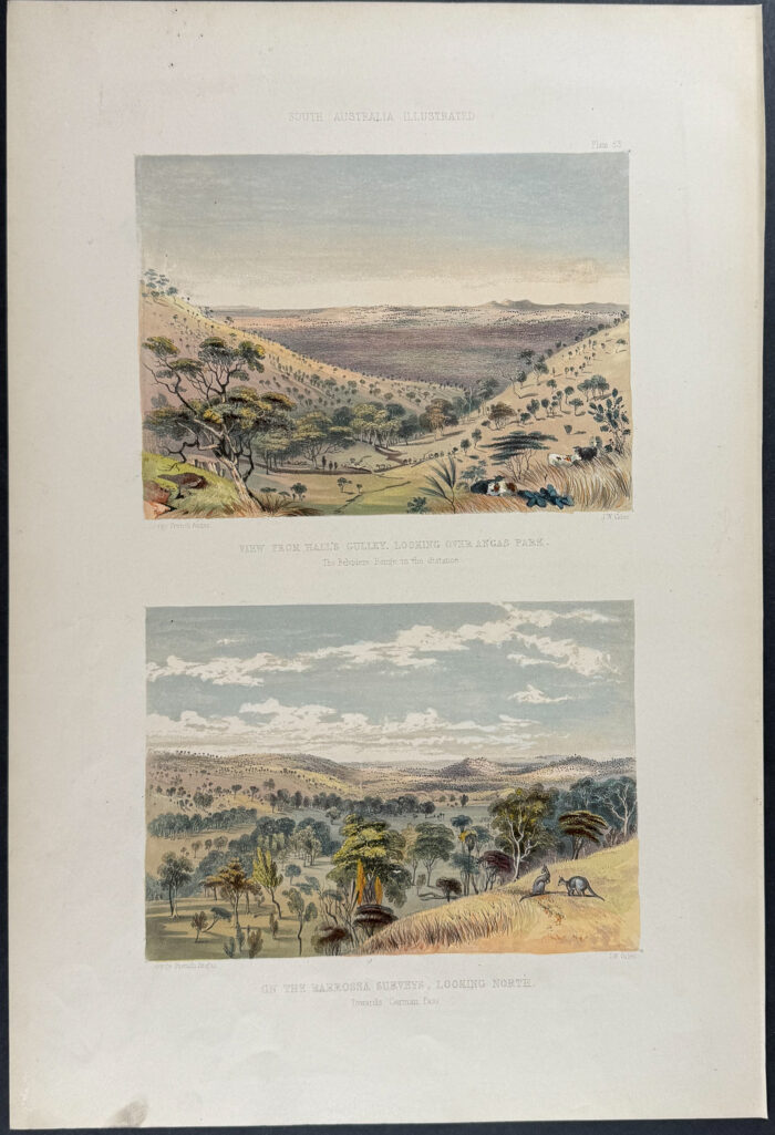 View from Hall's Gulley, looking over Angas Park, the Belvidere Range in the Distance / On the Barrossa Surveys, looking North, towards German Pass (Kangaroos)