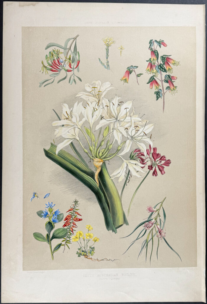 South Australian Botany, Native Flowers