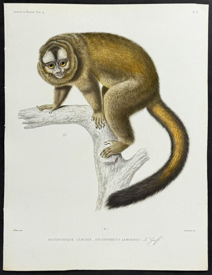 Nyctipithecus Lemurinus