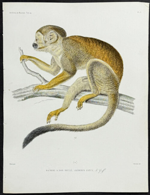 Saimiris Ustus