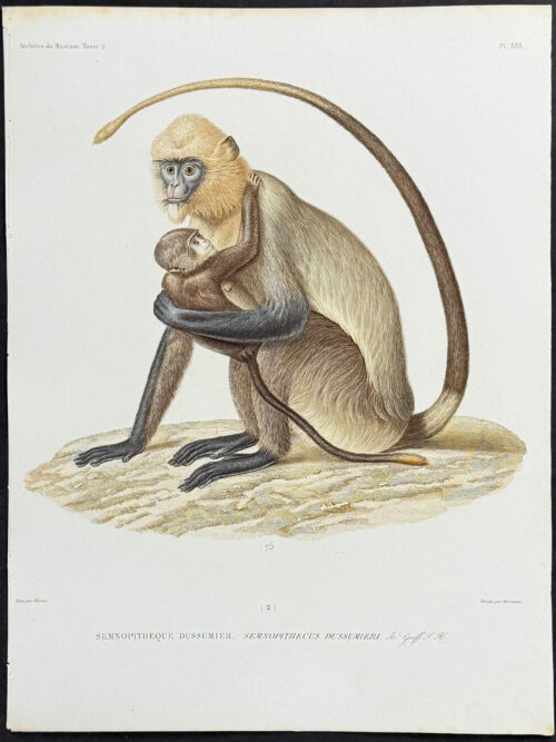 Semnopithecus Dussumieri