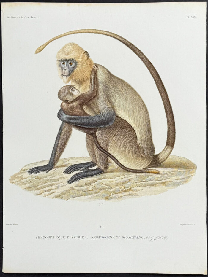 Semnopithecus Dussumieri