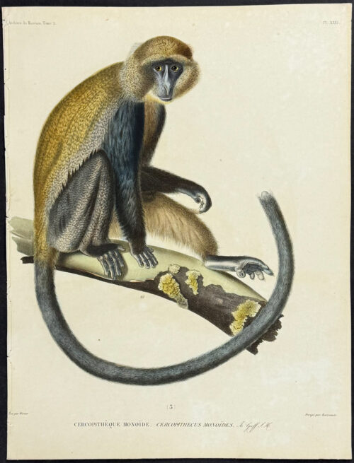 Cercopithecus Monoides