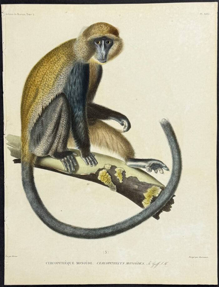 Cercopithecus Monoides