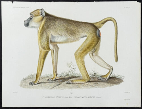 Cynocephalus Babouin