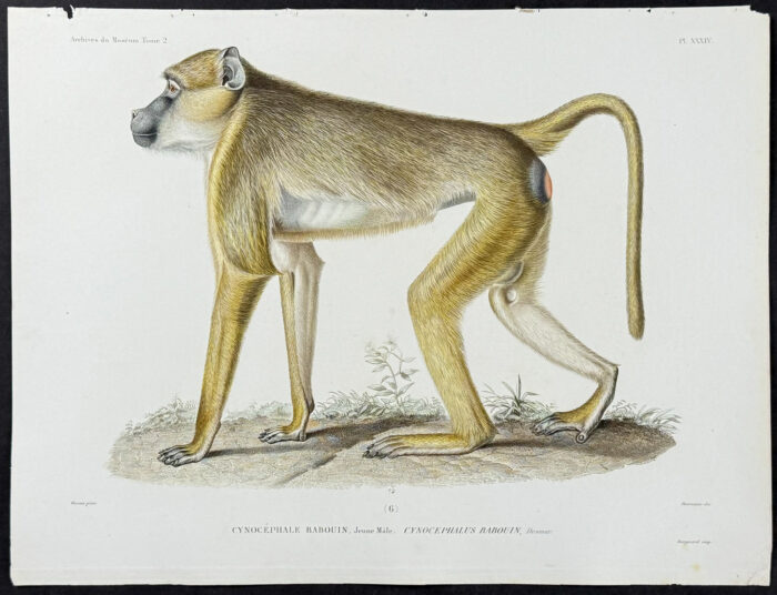Cynocephalus Babouin