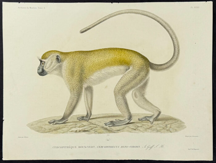 Cercopithecus Rufo-viridis