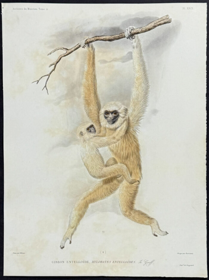 Hylobates Entelloides