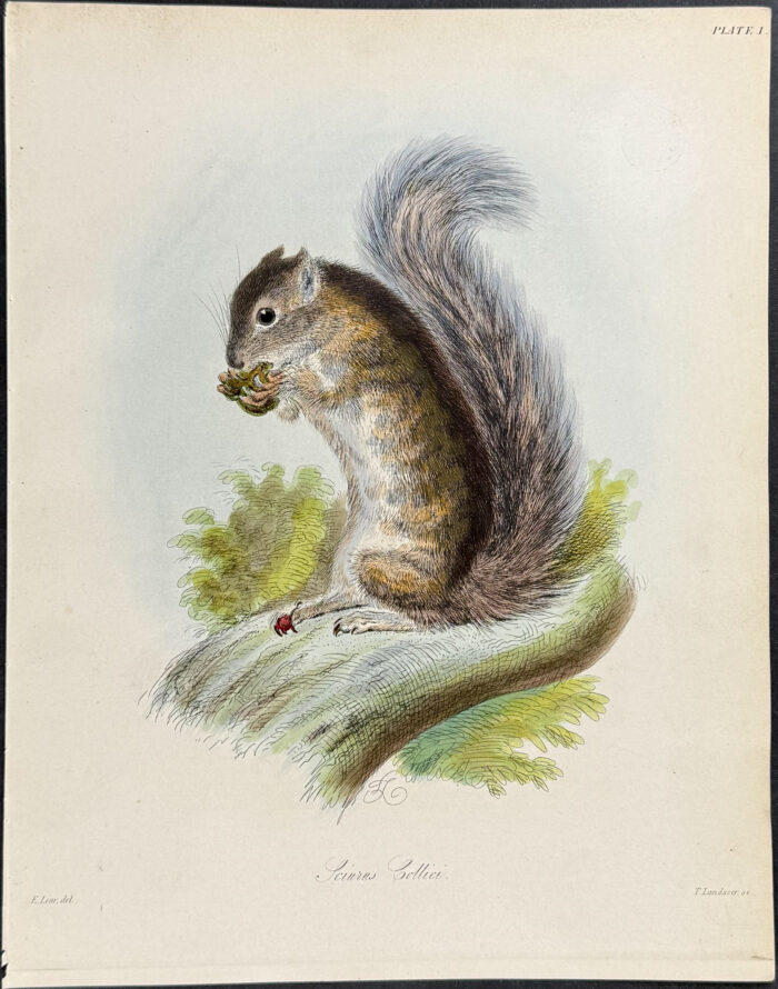 Squirrel - Sciurus Collici (after Edward Lear)