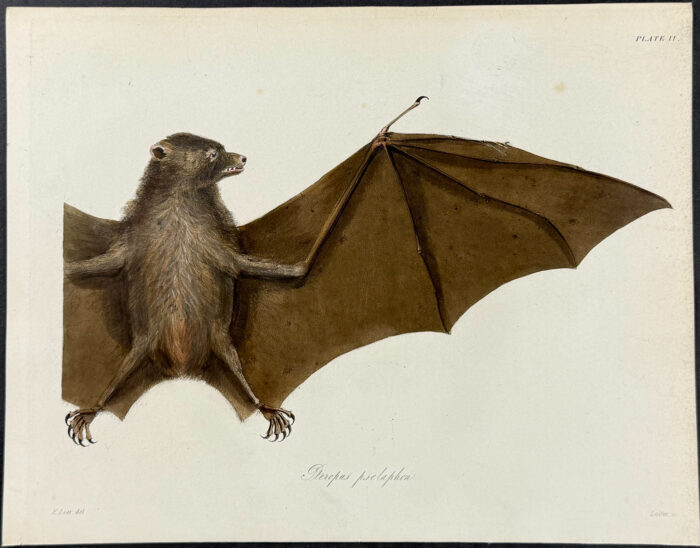 Bat - Pteropus psetaphon (after Edward Lear)