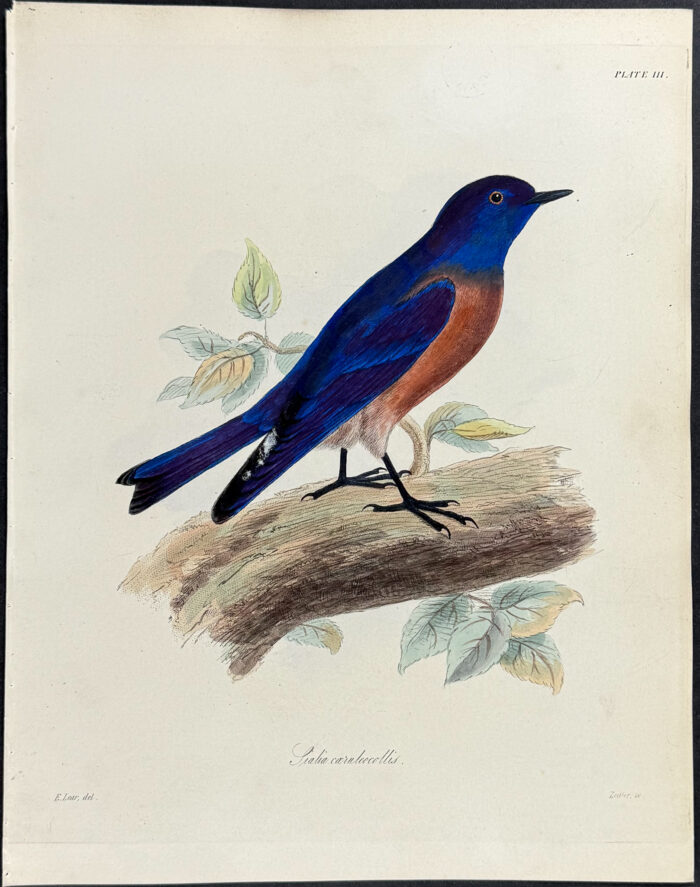 Bluebird - Sialia caeruleocollis (after Edward Lear)