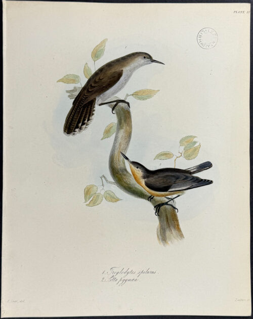 Pygmy Nuthatch - Troglodyte spilurus, Sitta pygmaea (after Edward Lear)
