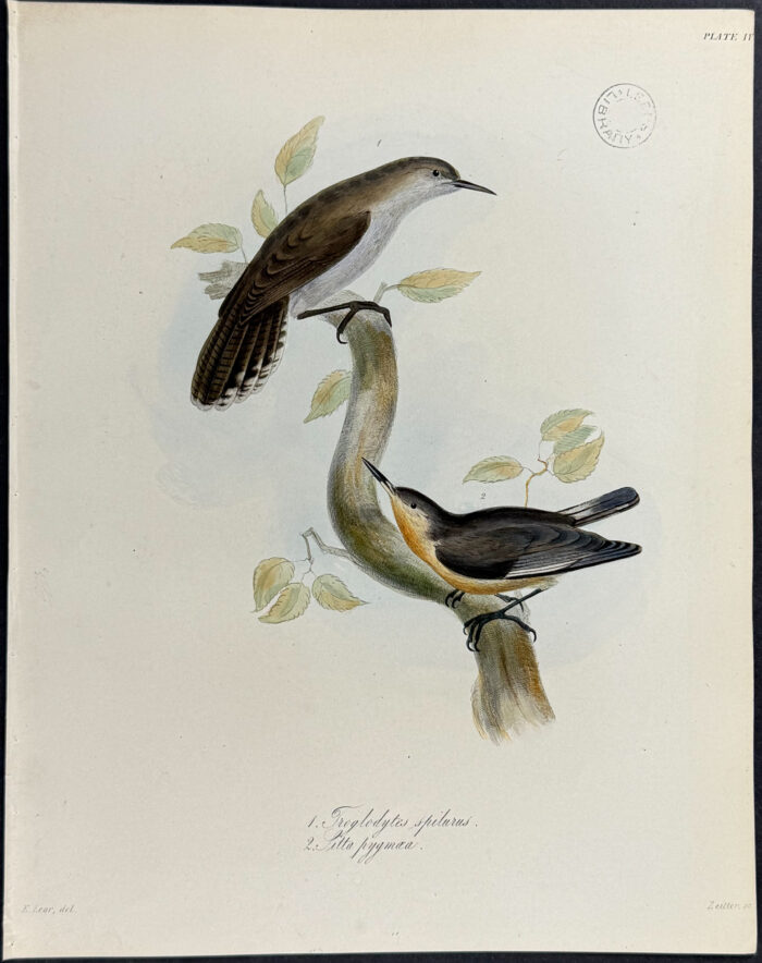 Pygmy Nuthatch - Troglodyte spilurus, Sitta pygmaea (after Edward Lear)
