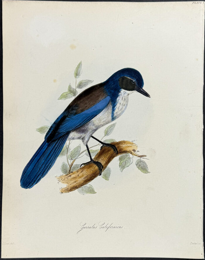 California Scrub-Jay - Garrulus Californicus (after Edward Lear)