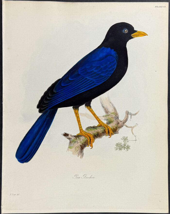 Purplish-backed Jay - Pica Beecheii (after Edward Lear)