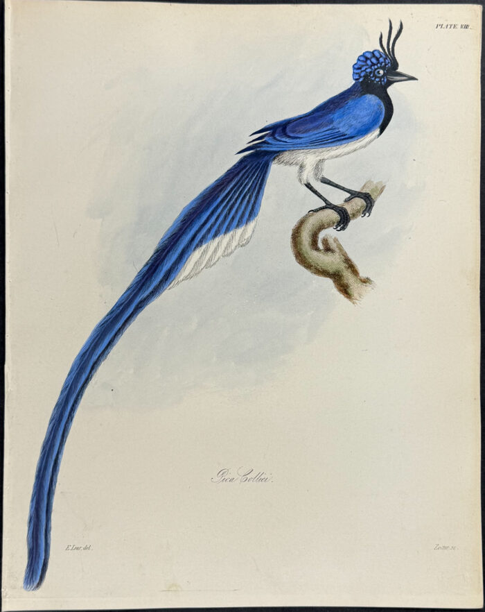 Blue-throated Magpie-Jay - Pica Colliei (after Edward Lear)