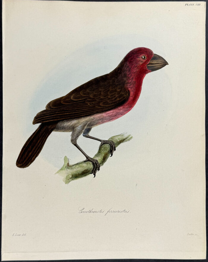 Bonin Grosbeak - Coccothraustes ferreorostris (after Edward Lear)