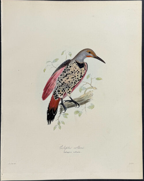 Northern Flicker - Colaptes collaris (after Edward Lear)