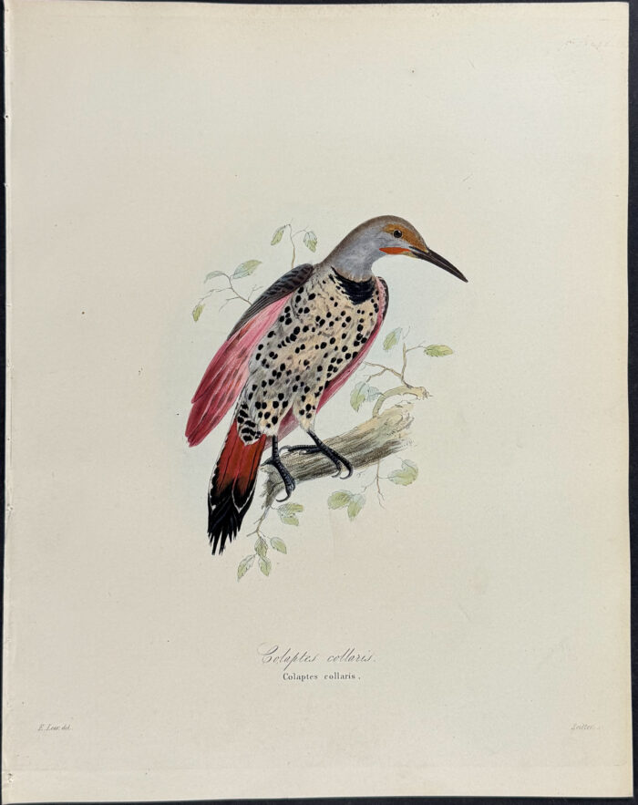 Northern Flicker - Colaptes collaris (after Edward Lear)