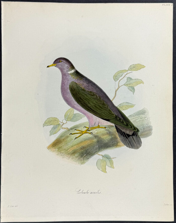 Pigeon or Dove - Columba monilis (after Edward Lear)