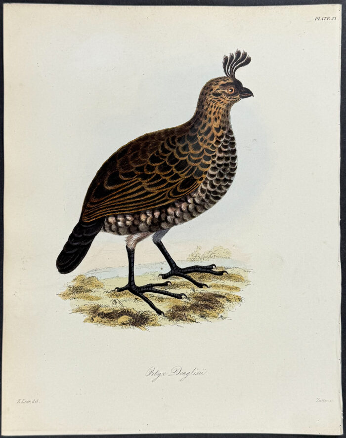 Partridge - Prtyx Douglisii (after Edward Lear)