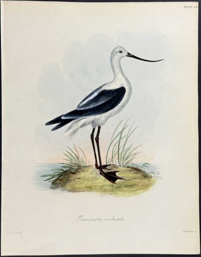 Avocet - Recurvirostra occidentalis (after Edward Lear)