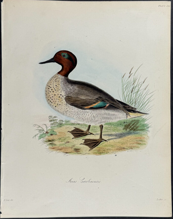 Green-winged Teal - Anas Carolinensis (after Edward Lear)
