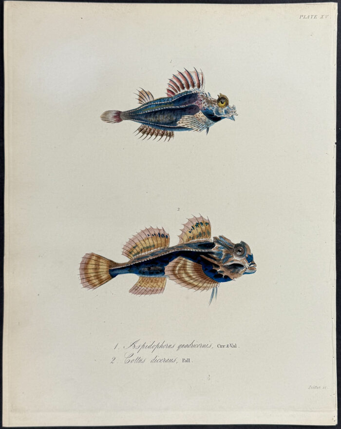 Fish: Poacher, Sculpin - Aspidophorus quadricornis, Cottus diceraus