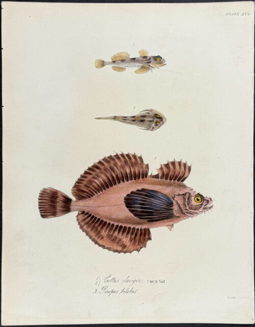 Fish - Cottus claviger, Pteropus bilobus