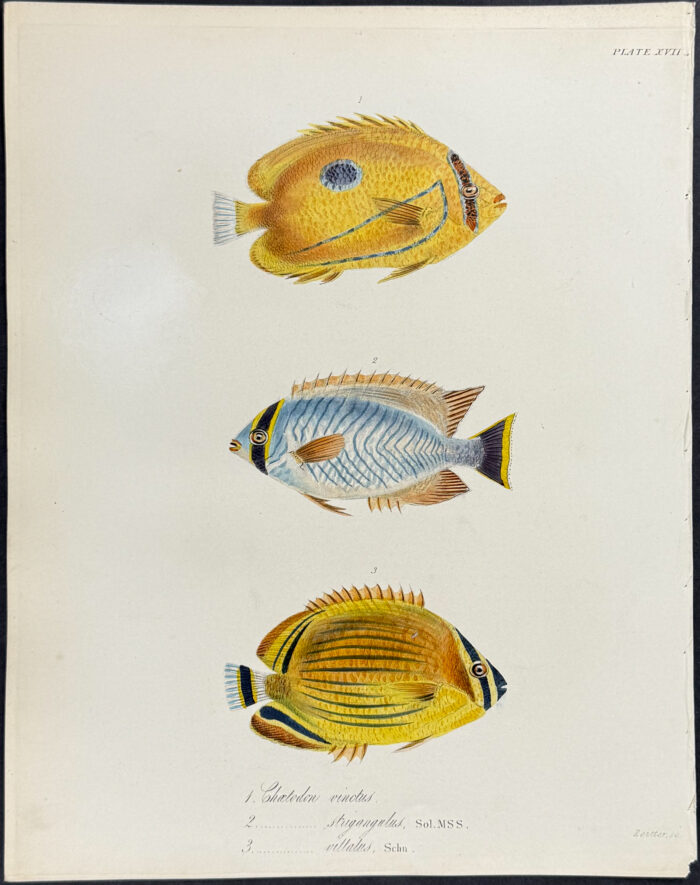 Butterflyfish - Chaetodon vintus, C. strigangulus, C. vittatus