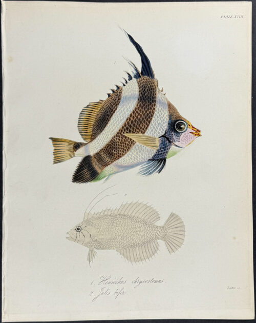 Fish, Butterflyfish - Heniochus chrysostomus, Julis bifer