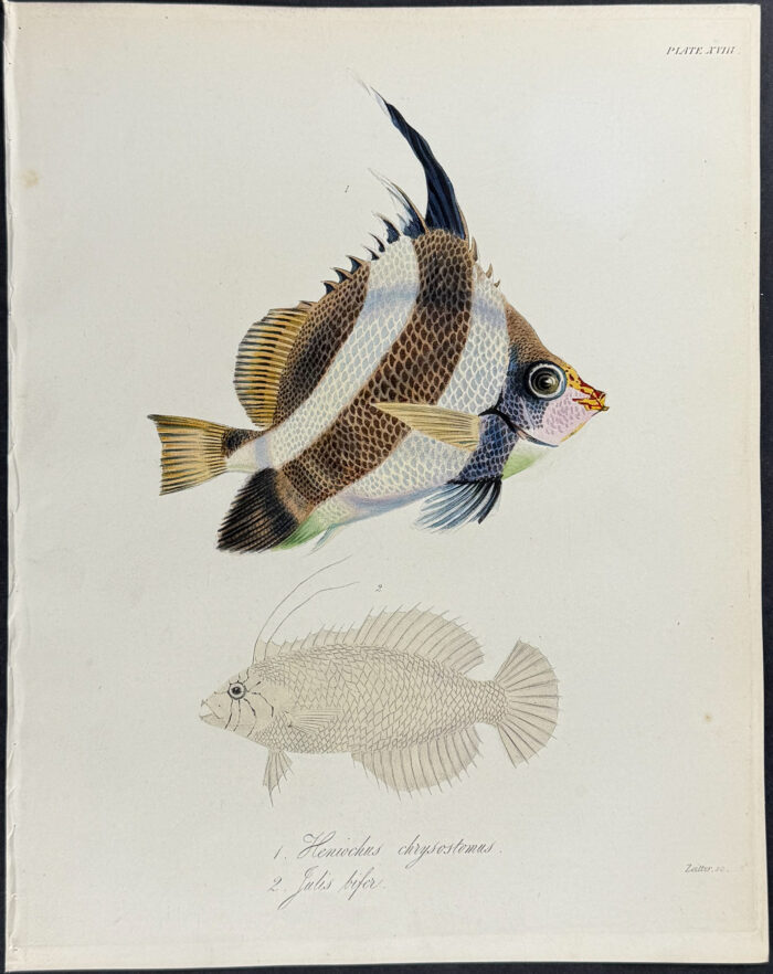 Fish, Butterflyfish - Heniochus chrysostomus, Julis bifer