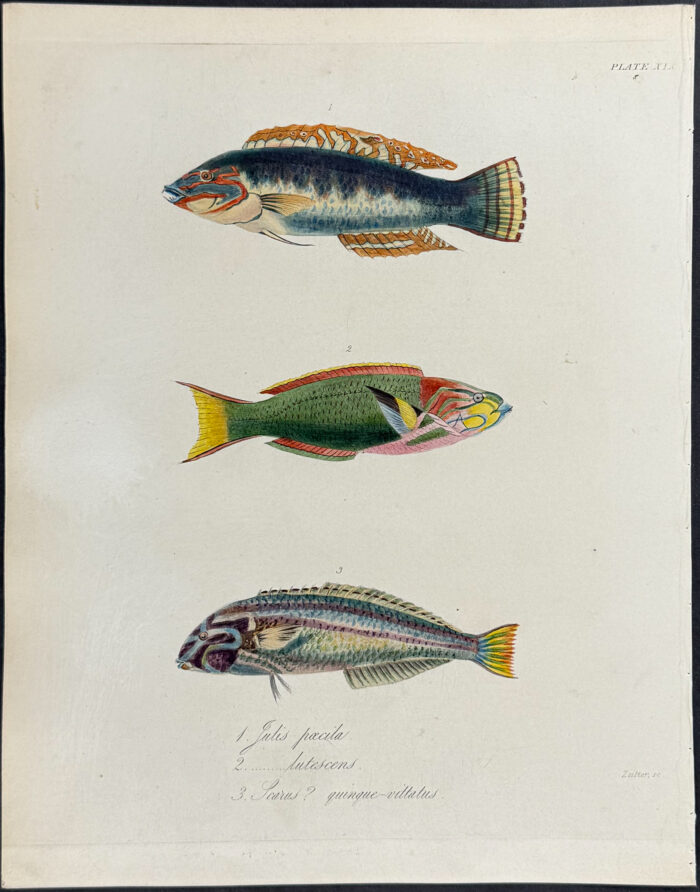 Wrasse - Julis paecila, J. lutescens, Scarus quinque-vittatus