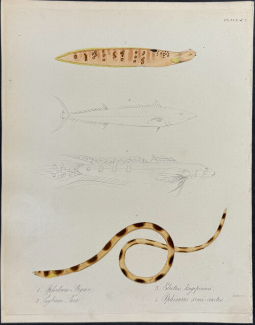 Fish - Ophidium stigma, Cybium Sara, Eleotris longipinnis, Ophisurus semi-cinctus