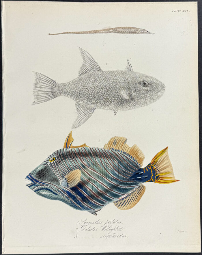 Triggerfish, Pipefish - Syngnathus perlatus, Balistes Willughbeii, B. sesquilineatus