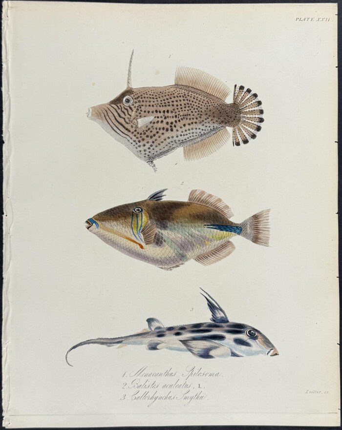 Triggerfish, Filefish - Monacanthus Spilosoma, Balistes aculeatus, Caltorhynchus Smythii