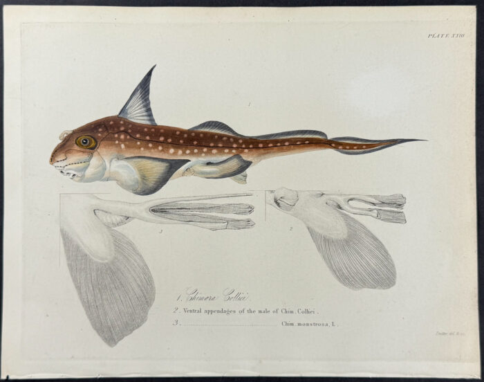 Spotted Ratfish - Chimora Colliei