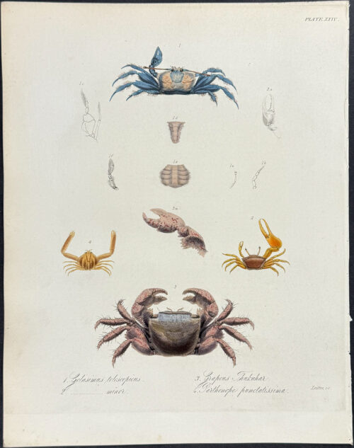 Crab - Gelosimus telescopicus, G. minor, Grapens Thukuhar, Parthenope punctatissima
