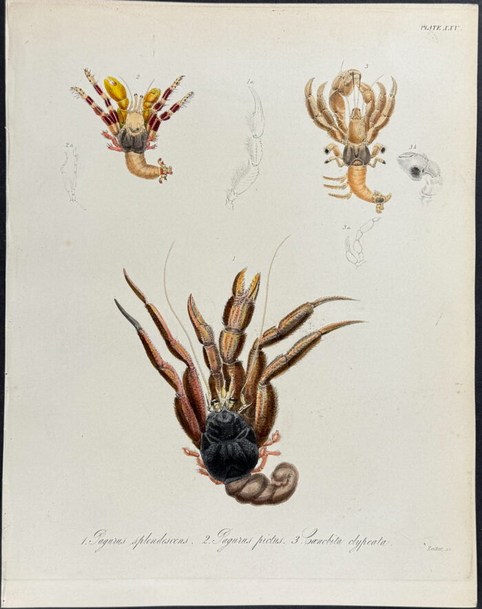 Hermit Crab - Pagurus splendescens, P. pictus, Caenchita clypeata