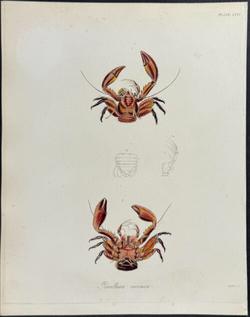 Crab - Porcellana coccinea