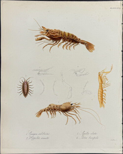 Shrimp, Crustaceans - Crangon salebrosus, Hippolite armata, Squilla ciliata, Idotea bicuspida
