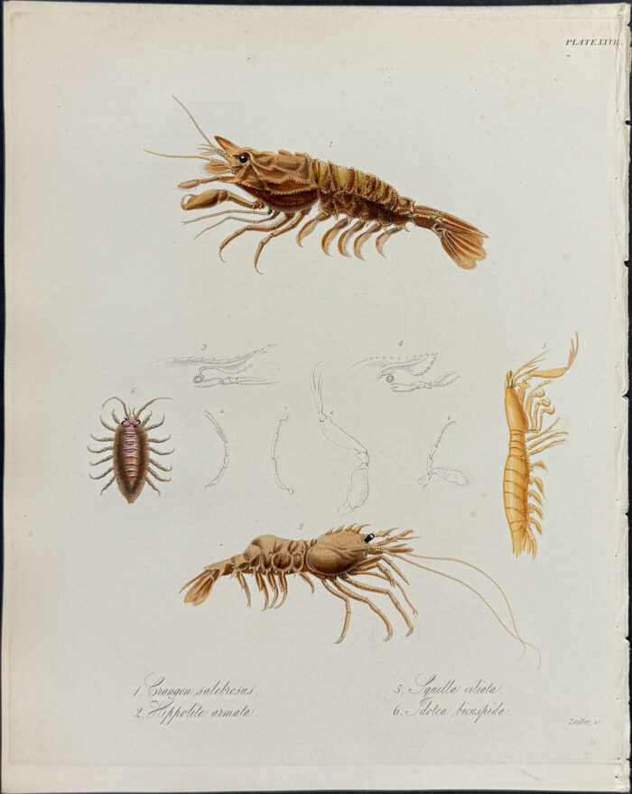 Shrimp, Crustaceans - Crangon salebrosus, Hippolite armata, Squilla ciliata, Idotea bicuspida