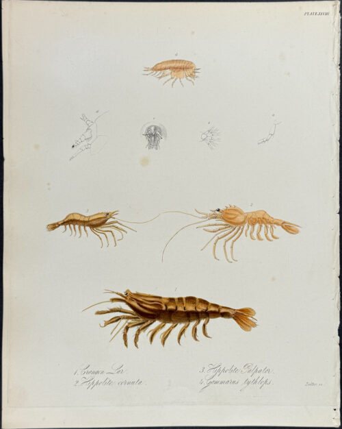 Shrimp, Crustaceans - Crangon Lar, Hippolite cornuta, H. Palpator, Gammarus tythlops