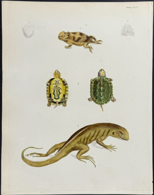 Turtle or Tortoise, Lizards