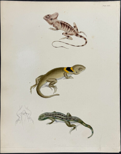 Lizards