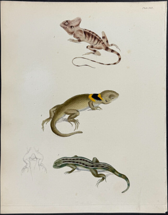 Lizards