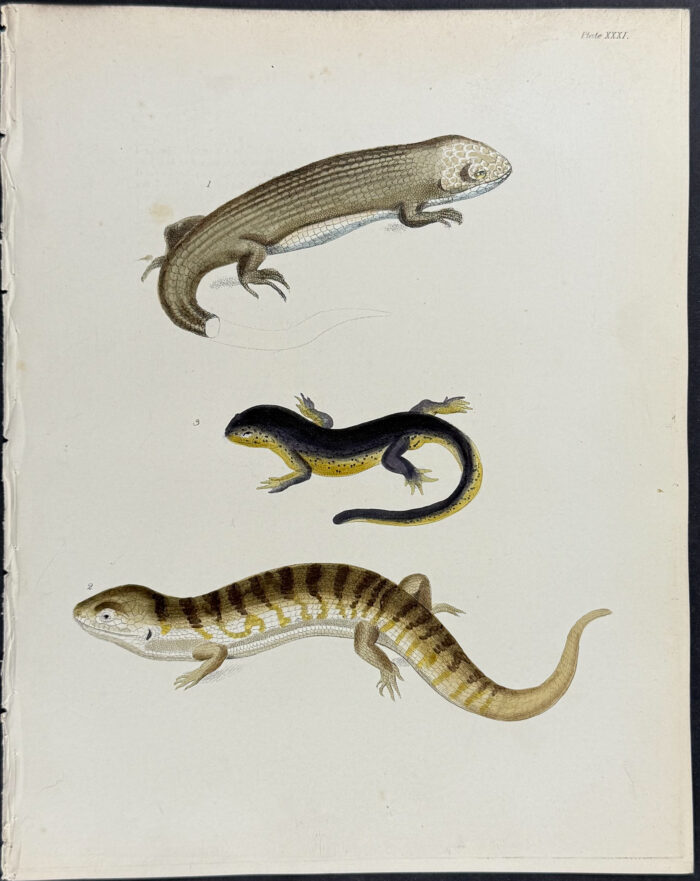 Lizards